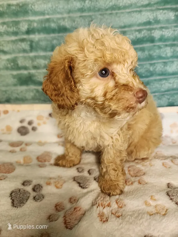 Toby – Poodle - Toy  puppy for sale in Alexander City, AL