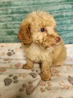 Toby, a male Poodle - Toy  for sale in Alexander City, AL – 1 of 4