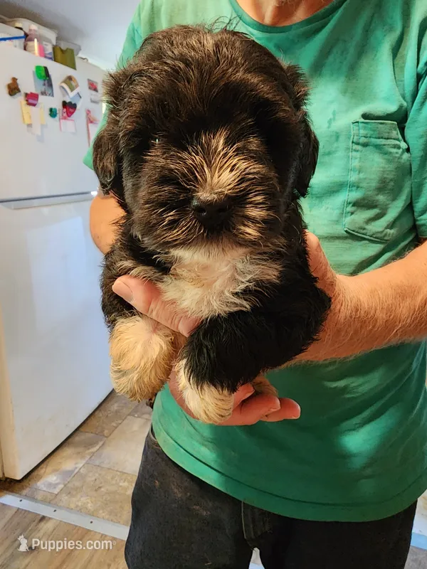 Logan – Miniature Schnauzer puppy for sale in Alexander City, AL