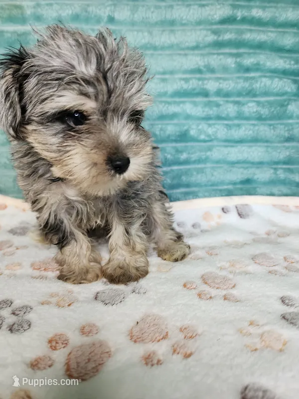 Gator – Miniature Schnauzer puppy for sale in Alexander City, AL