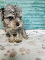 Gator, a male Miniature Schnauzer for sale in Alexander City, AL – 1 of 4