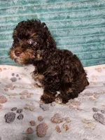 Coco, a female Poodle - Toy  for sale in Alexander City, AL – 1 of 3