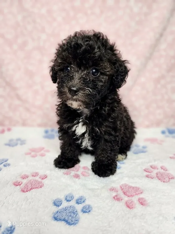 Kara – Poodle - Toy  puppy for sale in Equality, AL