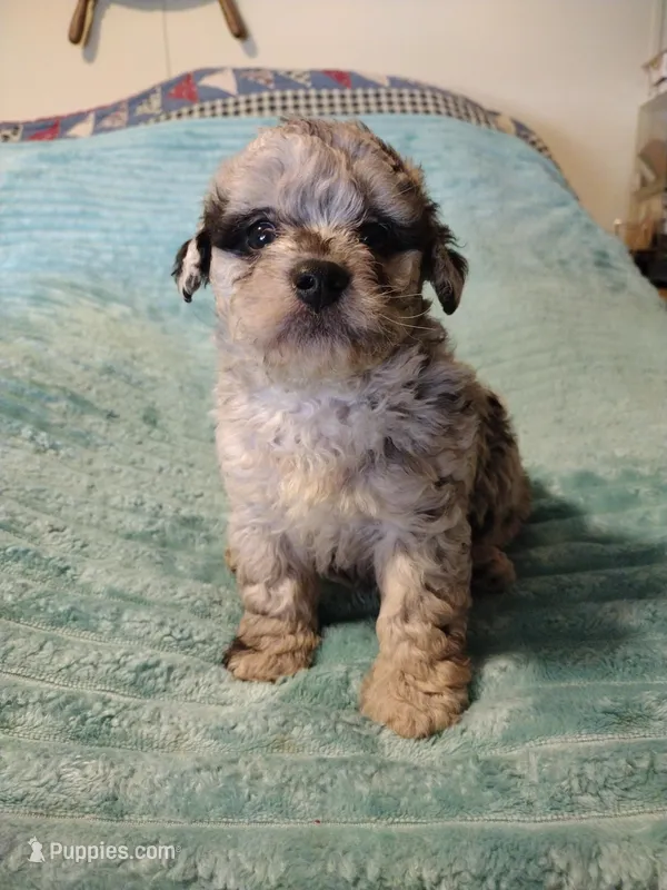 Rebel – Poodle - Toy  puppy for sale in Alexander City, AL