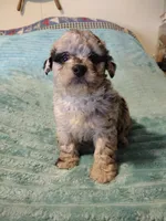 Rebel, a male Poodle - Toy  for sale in Alexander City, AL – Photo 1 of 3