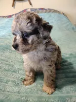 Rebel, a male Poodle - Toy  for sale in Alexander City, AL – Photo 3 of 3
