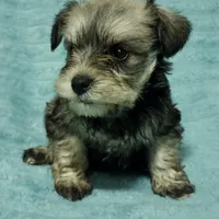 Lila, a male Miniature Schnauzer for sale in Alexander City, AL – Photo 2 of 3