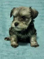 Logan, a male Miniature Schnauzer for sale in Alexander City, AL – Photo 2 of 3