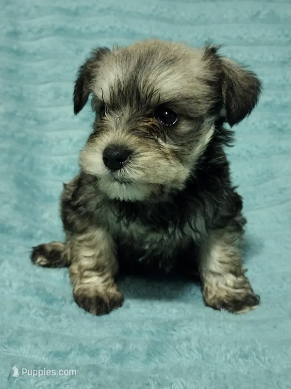 Logan, a male Miniature Schnauzer for sale in Alexander City, AL – Photo 1 of 3