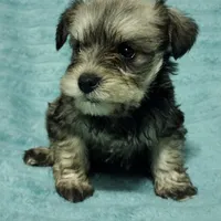 Lila, a male Miniature Schnauzer for sale in Alexander City, AL – Photo 1 of 3