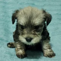 Lila, a male Miniature Schnauzer for sale in Alexander City, AL – Photo 3 of 3