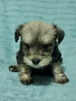 Logan, a male Miniature Schnauzer for sale in Alexander City, AL – Photo 3 of 3