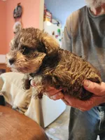 Konya, a female Miniature Schnauzer for sale in Alexander City, AL – 3 of 3