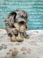 Gator, a male Miniature Schnauzer for sale in Alexander City, AL – 4 of 4