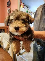 Konya, a female Miniature Schnauzer for sale in Alexander City, AL – 1 of 3