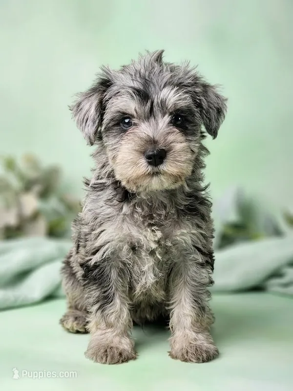 Gator – Miniature Schnauzer puppy for sale in Equality, AL