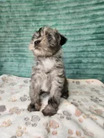 Xena, a female Miniature Schnauzer and Poodle - Toy  for sale in Alexander City, AL – 2 of 4