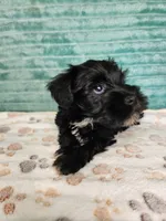 Zorro, a male Miniature Schnauzer for sale in Alexander City, AL – 2 of 4