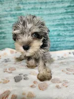 Gator, a male Miniature Schnauzer for sale in Alexander City, AL – 3 of 4