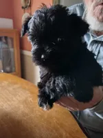 Zoey, a female Miniature Schnauzer for sale in Alexander City, AL – Photo 2 of 5