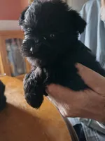 Zoey, a female Miniature Schnauzer for sale in Alexander City, AL – Photo 5 of 5