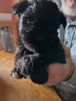 Zoey, a female Miniature Schnauzer for sale in Alexander City, AL – Photo 3 of 5