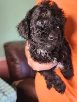 Ace, a male Poodle - Toy  for sale in Alexander City, AL – 3 of 3