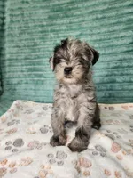 Xena, a female Miniature Schnauzer and Poodle - Toy  for sale in Alexander City, AL – 4 of 4
