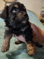 Ace, a male Poodle - Toy  for sale in Alexander City, AL – Photo 2 of 2