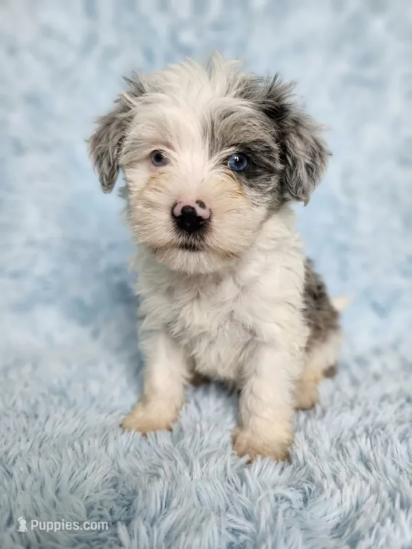 Kenai – Miniature Schnauzer puppy for sale in Equality, AL