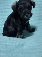 Levi, a male Miniature Schnauzer for sale in Alexander City, AL – Photo 2 of 3