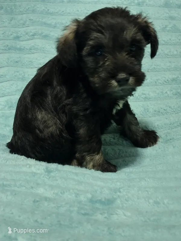 Levi, a male Miniature Schnauzer for sale in Alexander City, AL – Photo 1 of 3