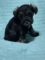 Levi, a male Miniature Schnauzer for sale in Alexander City, AL – Photo 3 of 3