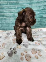 Itsy, a female Miniature Schnauzer and Poodle - Toy  for sale in Alexander City, AL – 2 of 4