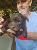 Ringo , a male Miniature Schnauzer for sale in Alexander City, AL – 3 of 3
