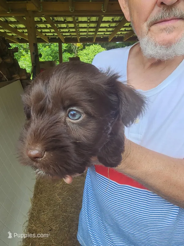 Ringo  – Miniature Schnauzer puppy on hold in Alexander City, AL