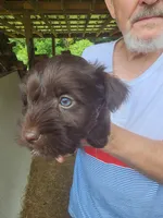 Ringo , a male Miniature Schnauzer for sale in Alexander City, AL – 1 of 3