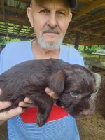 Ringo , a male Miniature Schnauzer for sale in Alexander City, AL – 2 of 3