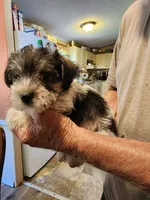 Thor, a male Miniature Schnauzer for sale in Alexander City, AL – 2 of 2