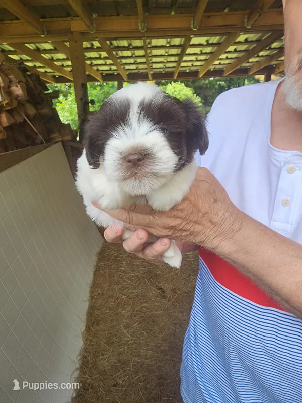 Dalton, a male Miniature Schnauzer for sale in Alexander City, AL – 1 of 3