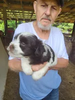 Dalton, a male Miniature Schnauzer for sale in Alexander City, AL – 2 of 3