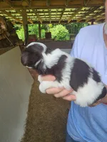 Dalton, a male Miniature Schnauzer for sale in Alexander City, AL – 3 of 3