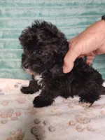 Kara, a female Poodle - Toy  for sale in Alexander City, AL – 2 of 2