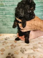 Ace, a male Poodle - Toy  for sale in Alexander City, AL – 2 of 3
