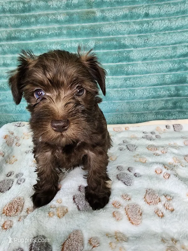 Itsy – Miniature Schnauzer, Poodle - Toy  puppy for sale in Alexander City, AL