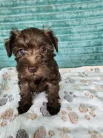 Itsy, a female Miniature Schnauzer and Poodle - Toy  for sale in Alexander City, AL – 1 of 4