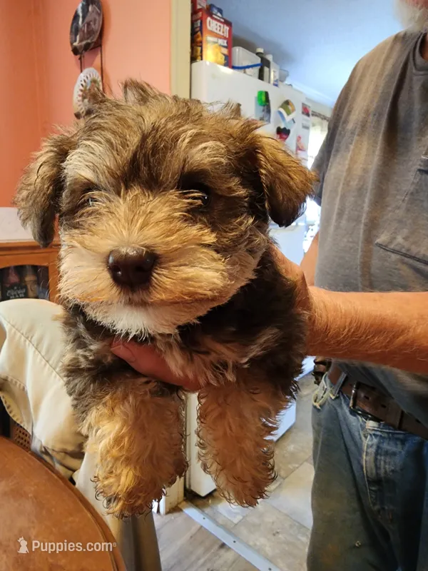Kara – Miniature Schnauzer puppy for sale in Alexander City, AL