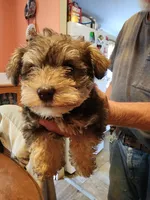 Kara, a female Miniature Schnauzer for sale in Alexander City, AL – 1 of 4