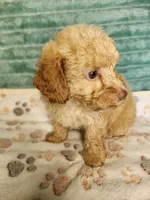 Toby, a male Poodle - Toy  for sale in Alexander City, AL – 3 of 4
