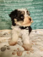 Eli, a male Miniature Schnauzer for sale in Alexander City, AL – 2 of 3
